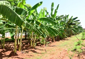 SMS Green Garden  